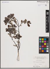 Foto von Salix aurita L.
